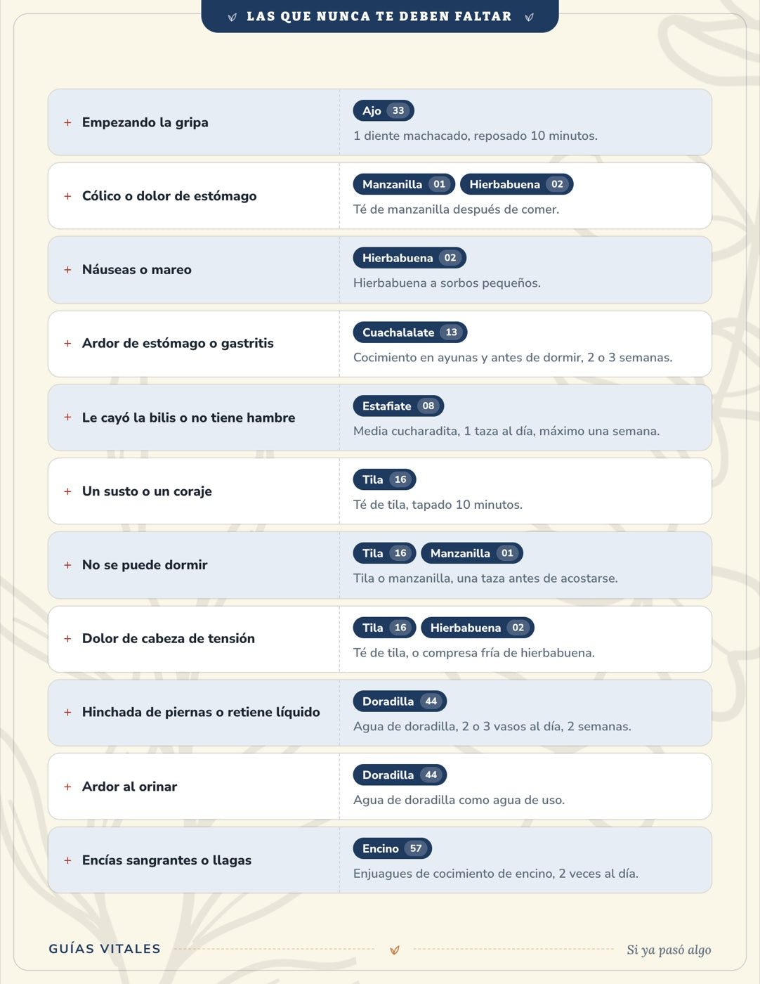 Las Que Nunca Te Deben Faltar — 12 plantas para tener en casa