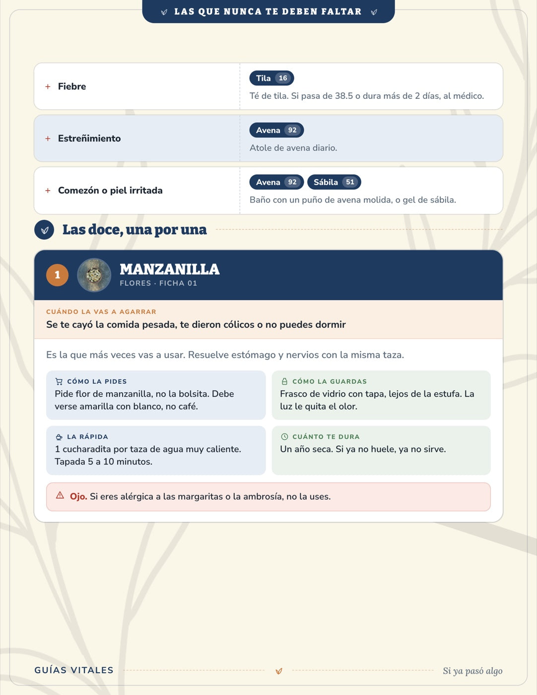 Las Que Nunca Te Deben Faltar — 12 plantas para tener en casa