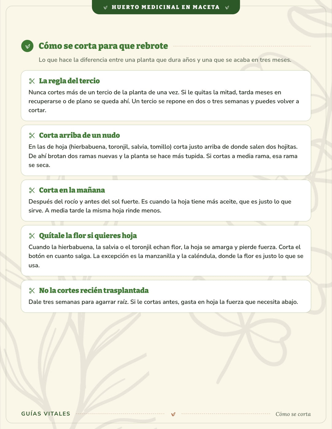 Huerto Medicinal en Maceta — 15 plantas en tu balcón
