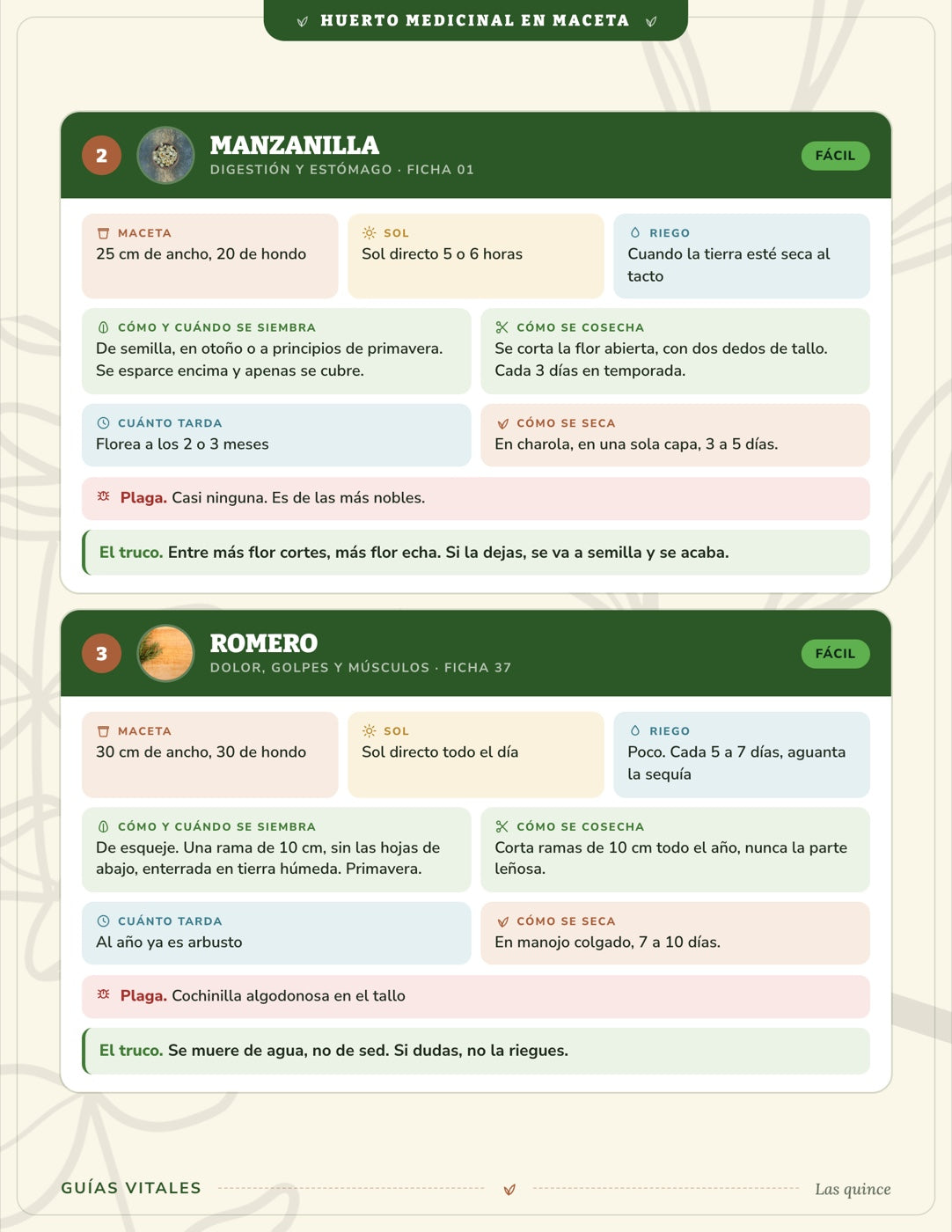 Huerto Medicinal en Maceta — 15 plantas en tu balcón